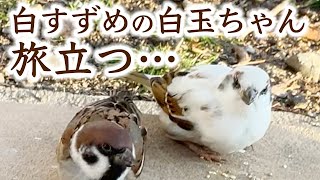 Important notice regarding white sparrow as Shiratamachan