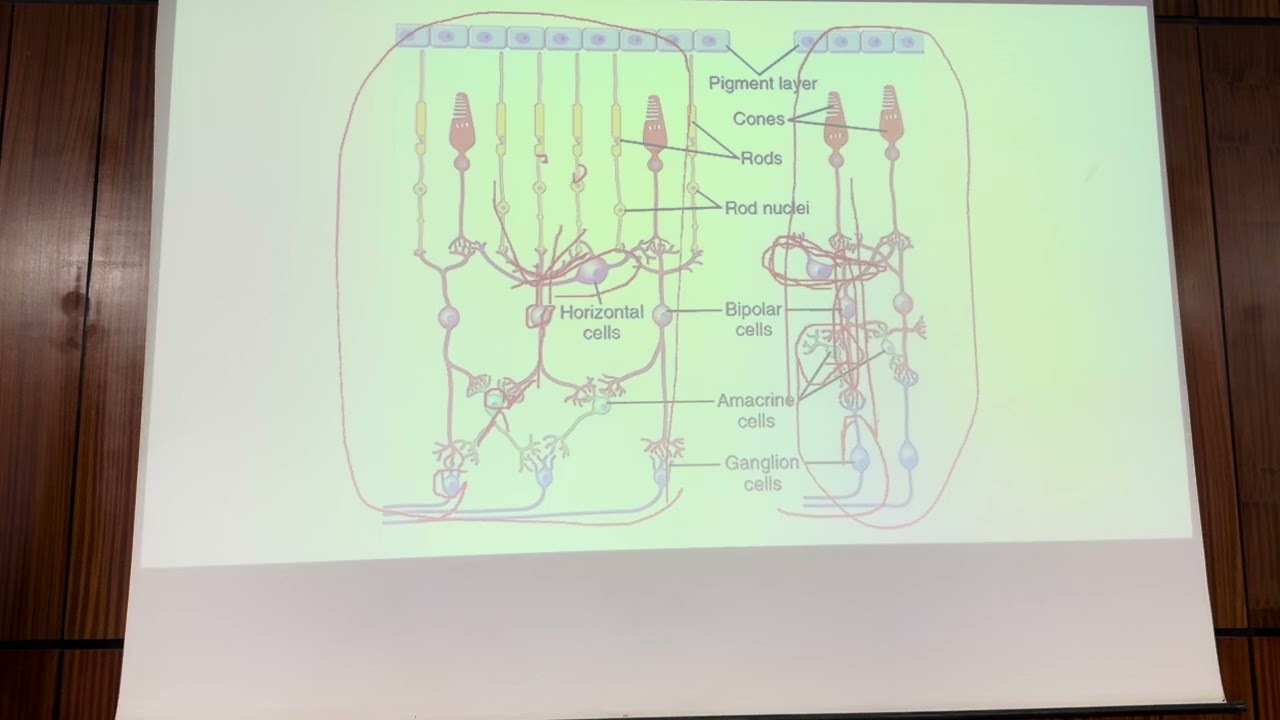 CNS-Physiology: Vision 3