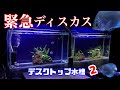 【アクアリウム/熱帯魚水槽】ディスカスが予定よりスゴイ早く届いたので緊急対応する-横になったディスカスは復活するのか/デスクトップ水槽立上げ２-特注水槽が机に2台並んだ/小僧と池ガサガサ、謎のハゼ捕獲