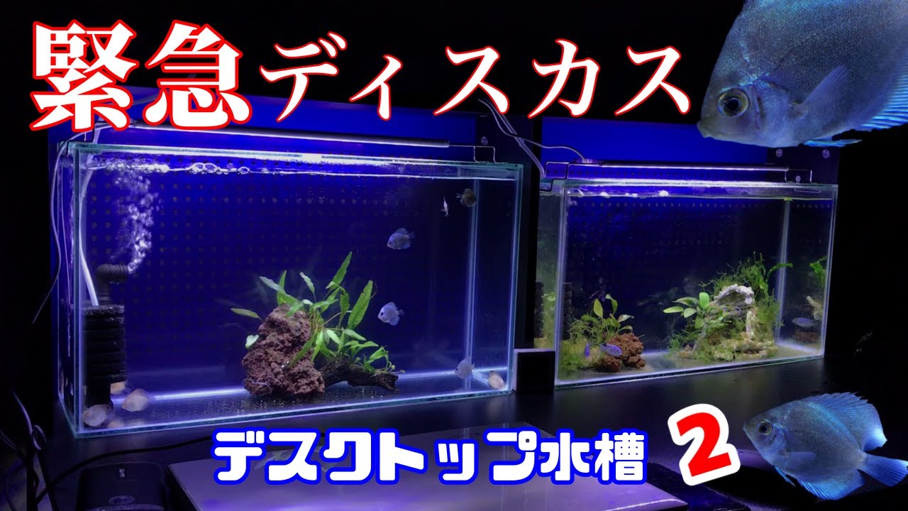 アクアリウム 熱帯魚水槽 ディスカスが予定よりスゴイ早く届いたので緊急対応する 横になったディスカスは復活するのか デスクトップ水槽立上げ２ 特注水槽が机に2台並んだ 小僧と池ガサガサ 謎のハゼ捕獲 Youtube