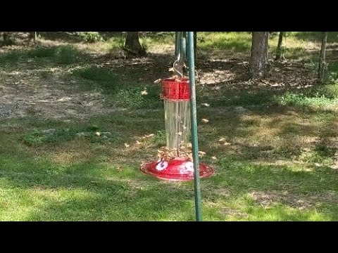 Βίντεο: Hummingbird Feeder Bee Control: Keeping Bees from Hummingbird Feeders