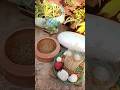 Birds Feeders#birdsfeeding #shortsvideo #beautifulnature#feeding birds#viral #shorts #video#wildbird