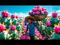 How Asia Harvests Millions of Dragon Fruits – An Awesome Tradition in Agriculture and Processing