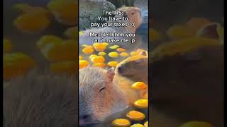 Capybaras and Taxes #Okipullup #Shorts capybara memes