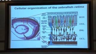 Can Adult Stem Cells Regenerate the Damaged Nervous System?