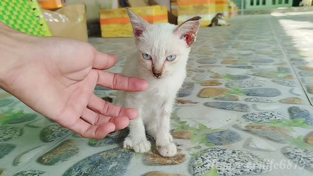 I Usually Play With My Kitten Every Morning