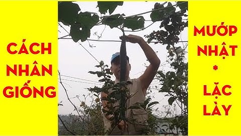 Cách Nhân Giống Mướp Nhật (Lặc Lày)