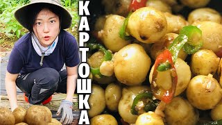 КАК Я ВЫРАЩИВАЛА КАРТОШКУ НА ДАЧЕ В КОРЕЕ (вкусная жареная картошка!!)