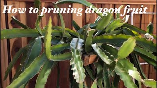 種植-火龙果这样剪，来年果实累累 How to pruning dragon fruit