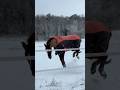 La neige rend mon poney fou #neige #folie #cheval #equitation