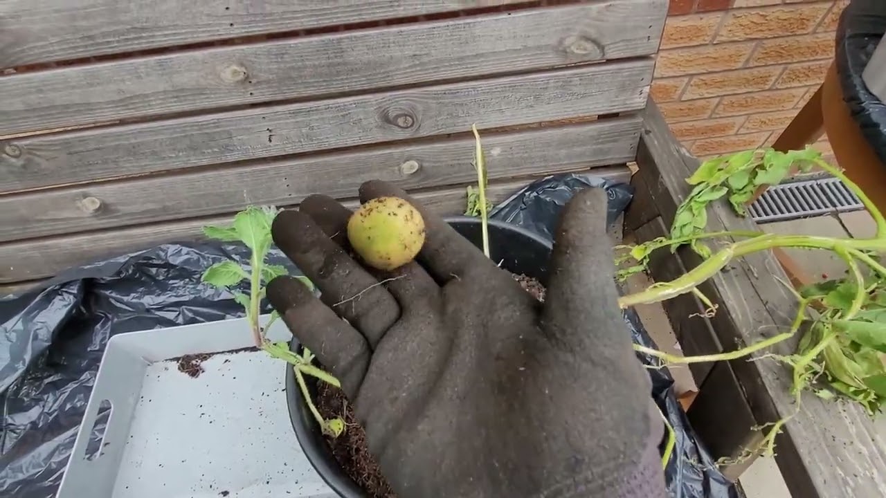 Another small pot spud reveal