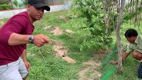 Thu hoạch dông cát lứa đầu lần 2 trong ngày 22/5/2021