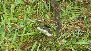 Sn Chicken Snake Pantherophis Obsoleta Lindheimeri In East Texas