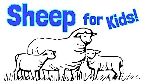 Sheep for Kids - DayDayNews