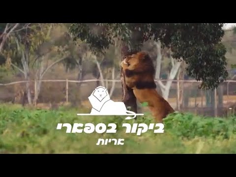 זמן משפחה: ביקור בספארי - אריות