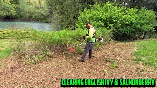 He Was STRUGGLING FOR DAYS - We CLEARED It In 2 HOURS!! Clearing English Ivy & Salmonberry Brush by Golovin Property Services 2,929 views 11 days ago 9 minutes, 52 seconds