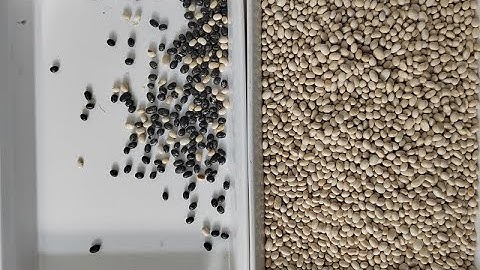 TOPSORT mini color sorter sorting for white bean with excellent performance