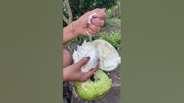 Ternyata Daging Buah maja bisa di makan #buahmaja