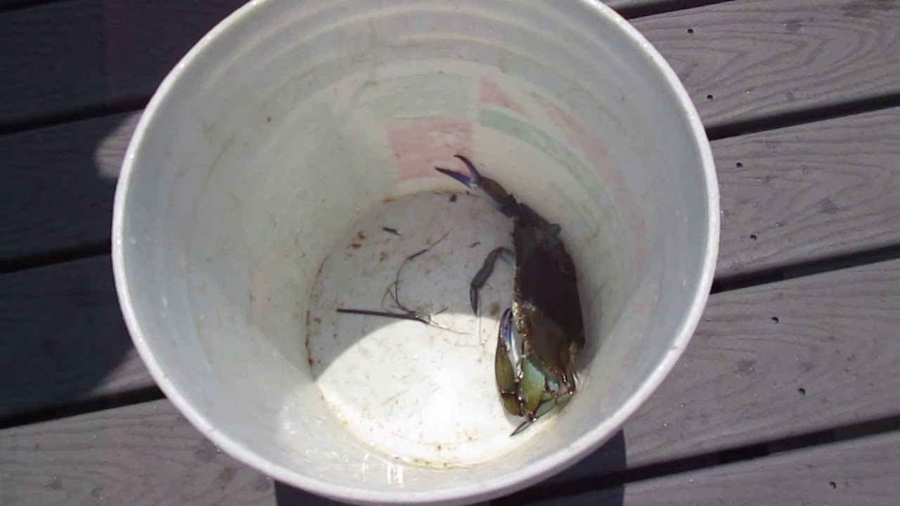 Crabbing in New Jersey part 1 , with Tim and Anthony . Crabs , Blow