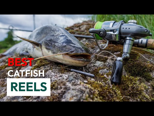 Best Catfish Reels ; 9 Catfish Reels (2022 Buying Guide) 