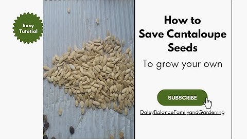 Easy Tutorial on Saving Cantaloupe Seeds #gardening