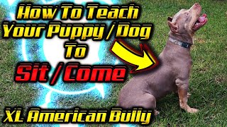 XL American Bully How To Teach Your Puppy Dog To Sit & Come ( Training )