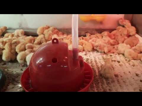 Поилка для суточных птенцов в брудер - YouTube