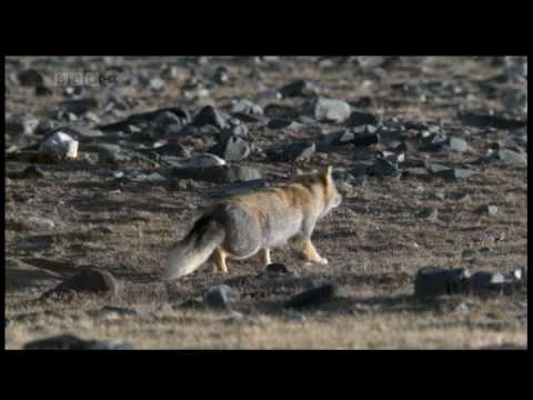 The Tibetan Fox