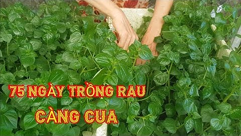 Rau càng cua bao nhiêu tiền một ký năm 2024