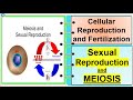 Science 7-Meiosis and Sexual Reproduction