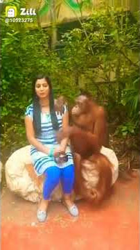 Gorilla loves girl..🤗🤗 #funny #gorilla#funny viral video# rsfun#shirts#short#shorts#ytshorts