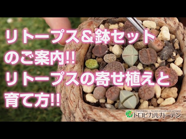 多肉植物】リトープス＆鉢セットのご案内!!リトープスの寄せ植えと育て
