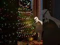 クリスマスの準備　＃shorts #vtuber #新人vtuber