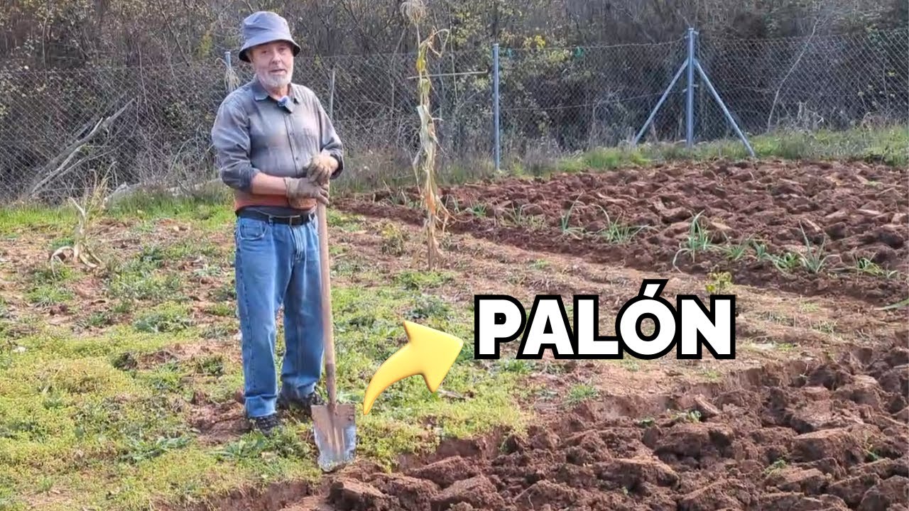 C mo Cavar La Huerta Con El Pal n O Pala Plana A Los 75 A os YouTube c-mo-cavar-la-huerta-con-el-pal-n-o-pala-plana-a-los-75-a-os-youtube
