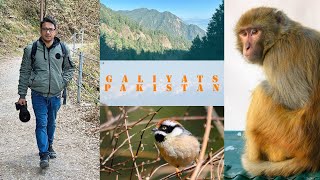 Exploring Galiyats| Birds| Pipeline | Pakistan #travelvlog