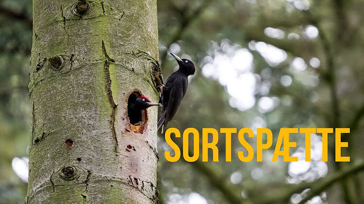 Sådan kom jeg helt tæt på SORTSPÆTTEN