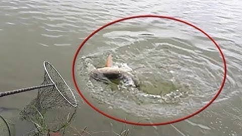 Câu Cá Thác Lác Cườm Và Cá Mè | Mồi Câu Đặt Biệt |