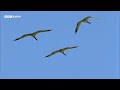 Golden Eagles vs Demoiselle Cranes | 20 Years of Planet Earth | BBC Earth