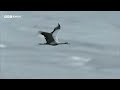 Golden Eagles vs Demoiselle Cranes | 20 Years of Planet Earth | BBC Earth