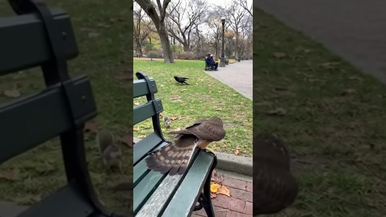 Crow Saves Squirrel From Hawk Attack | Unbelievable Real-Life Rescue Caught on Camera 