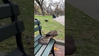 Celebrity Crow Saves Squirrel From Hawk Attack | Unbelievable Real-Life Rescue Caught on Camera #wildlife Net Worth