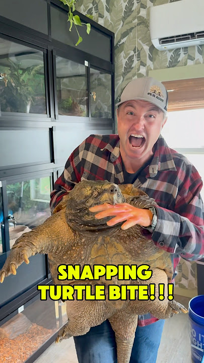 Snapping Turtle Bite!!!😱#shorts #turtle