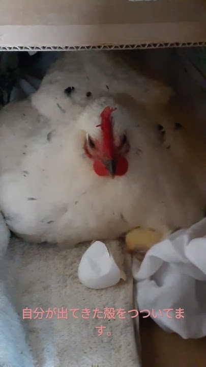 殻とひよこ YouTube