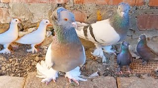 Голуби Сергея. Обзор Ленинаканских голубей разных мастей. Overview of Leninakan pigeons