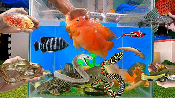 Tổng hợp các loại cá cảnh đẹp, cá trê, hồng két king kong, cá lau kiếng, cá nàng hai, rắn