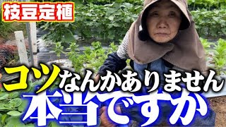 【超絶簡単】コツはない植え付けるだけで美味しい枝豆が収穫できます【枝豆】【栽培】【おつな姫】