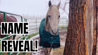 New HORSE name reveal! ❄️ CRAZY Montana Spring snow storm!
