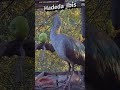 Hadeda Ibis #shorts