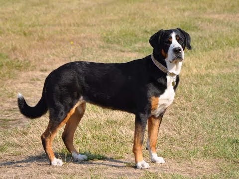 Video: Gran Raza De Perro Suizo De Montaña Hipoalergénico, Salud Y Vida útil