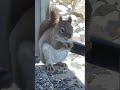 Adorable little red squirrel 😊🐿️#backyard#nature#birds
